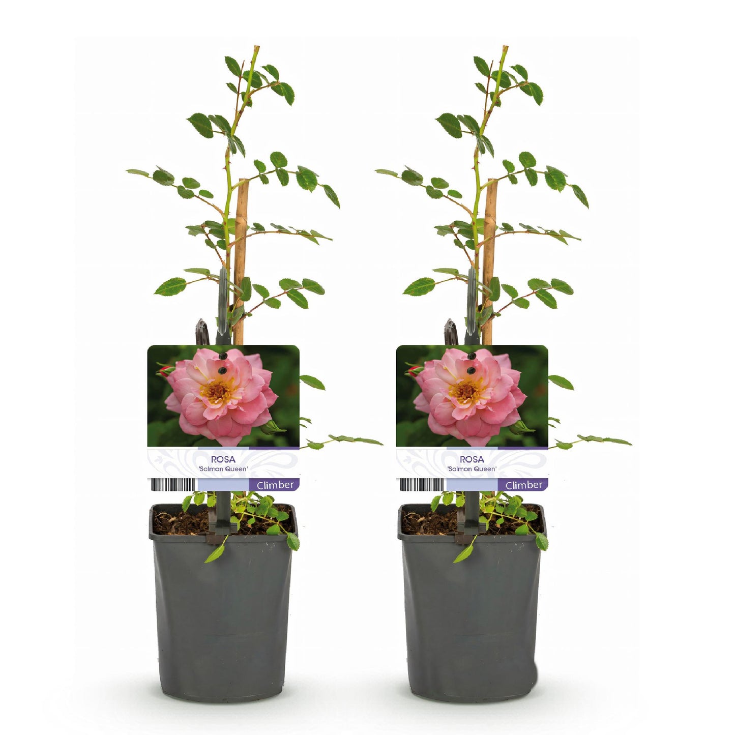 Klimroos - Rosa Salmon Queen - Weinig onderhoud - 2 planten
