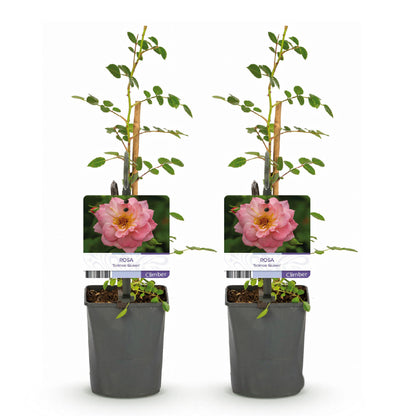 Klimroos - Rosa Salmon Queen - Weinig onderhoud - 2 planten