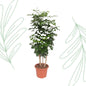Radermachera Hainanensis - 190 cm - Forest Plants