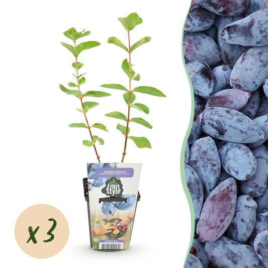 Honingbes - Lonicera caerulea Kamtschatica - Winterhard - 3 Planten