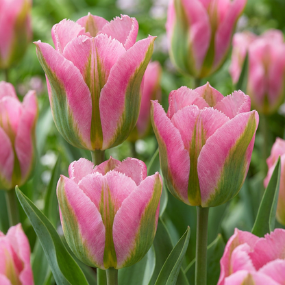 24x Tulipa Striped Crown - Gestreepte Kroon Tulp - Diversen - Voorjaarsbloeier - Bolmaat 11/12