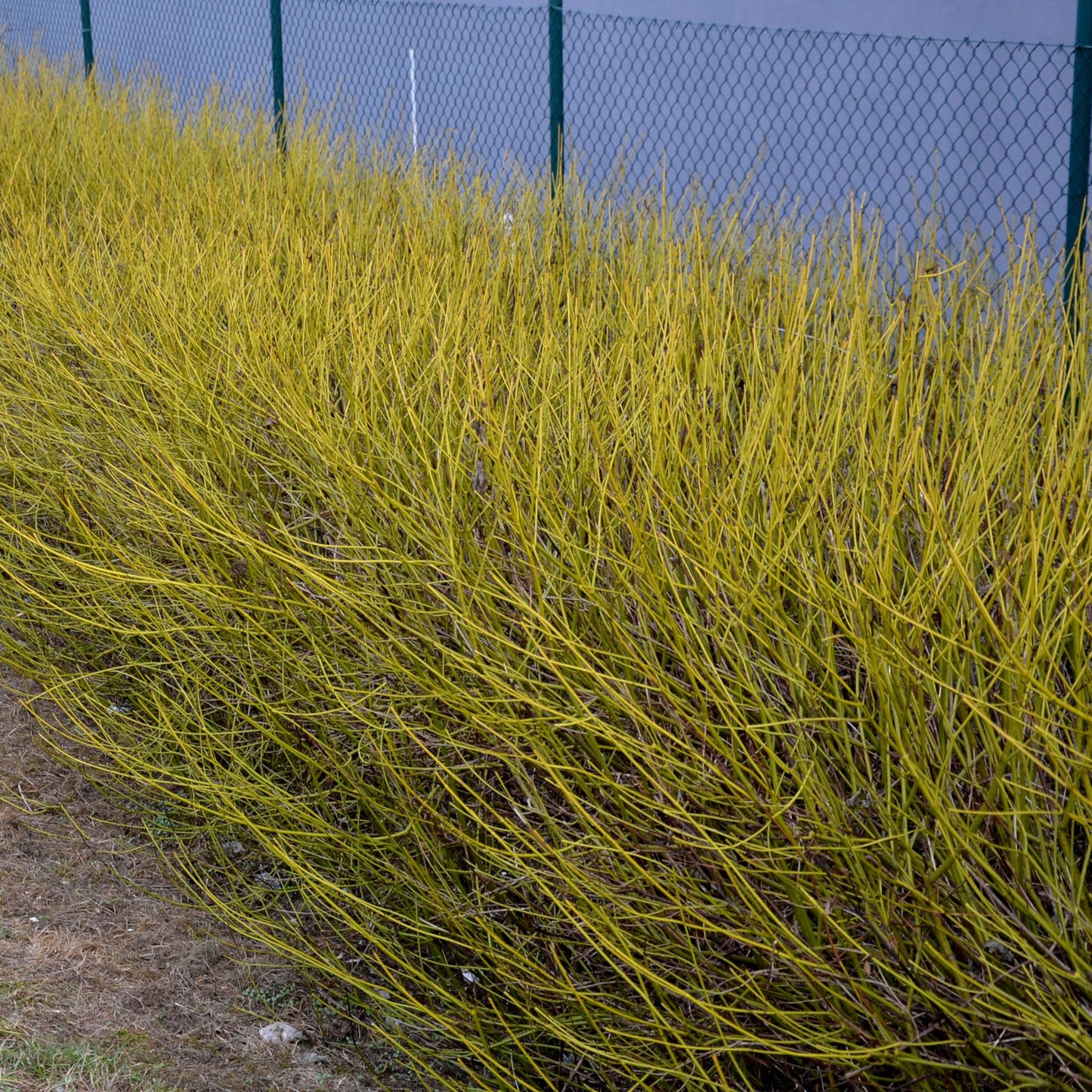 Heesters - Cornus alba Flaviramea - Weinig Onderhoud