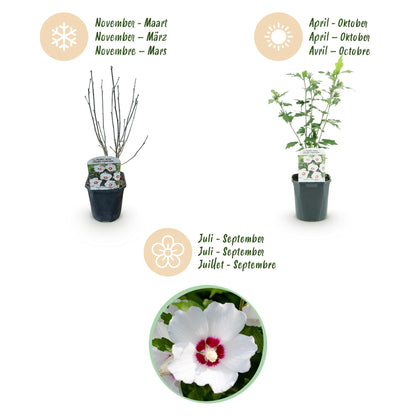 Shrubs - Hibiscus syriacus Red Heart - Low Maintenance