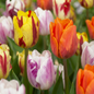30x Tulipa Flaming Beauty Mix - Tulp Flaming Beauty Mix - Diversen - Voorjaarsbloeier - Bolmaat 11/12