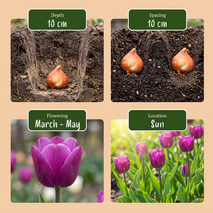 1000x Bulb Garden Mix - Bollentuinmix - Diversen - Zomerbloeier - Bolmaat 10/12