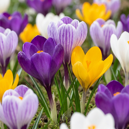 120x Crocus Large Flowering Mix - Grootbloemige krokus mix - Diversen - Voorjaarsbloeier - Bolmaat 7/8