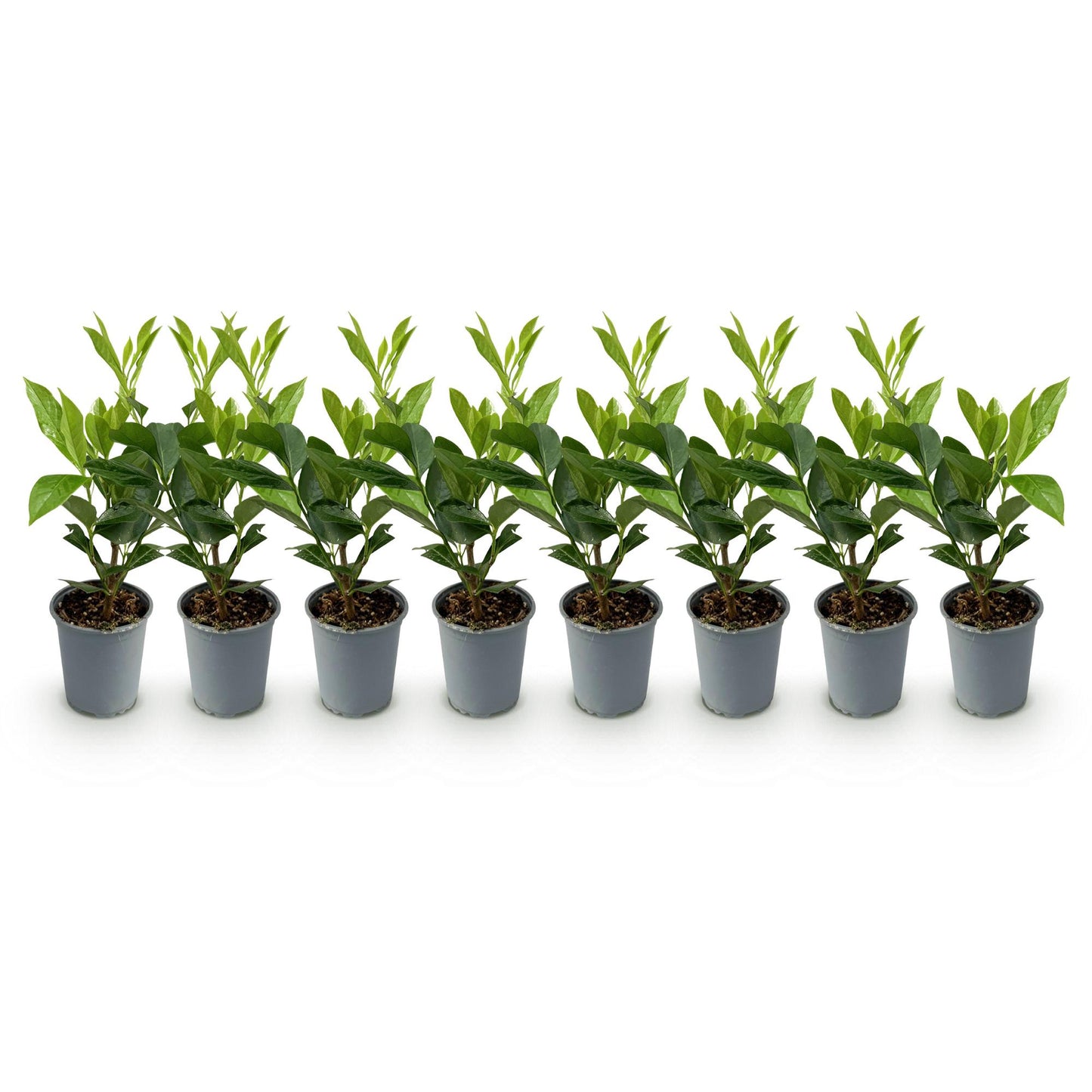 Haagplanten - Prunus laurocerasus Caucasica - 8 planten - 1 strekkende meter