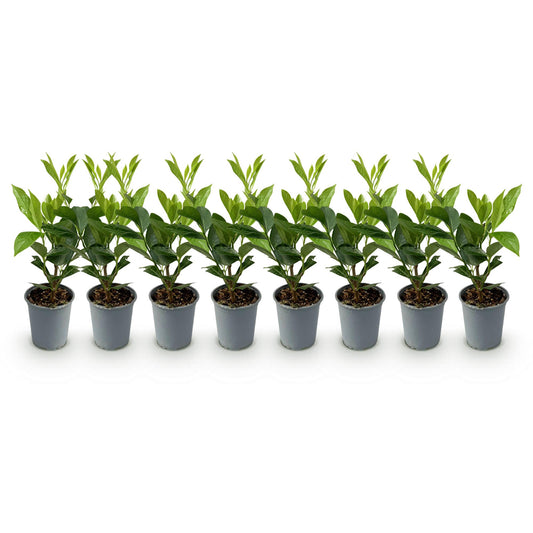 Haagplanten - Prunus laurocerasus Caucasica - 8 planten - 1 strekkende meter