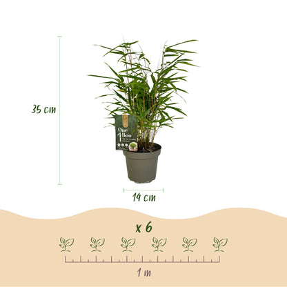 Bamboe - Fargesia rufa - 2 Planten - Niet Woekerend