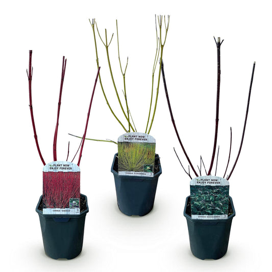 Heesters - Cornus alba Tricolour - 3 Planten - Bladverliezend - Weinig Onderhoud
