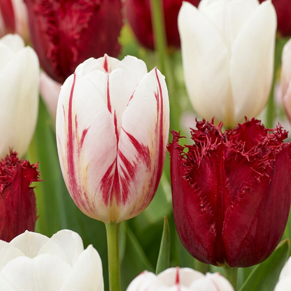 30x Tulipa Dutch Design - Tulp Dutch Design - Roze en Wit - Voorjaarsbloeier - Bolmaat 11/12