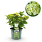 Patio Plant - Hydrangea - Hydrangea Magical Nobless - 6-10 Flowers