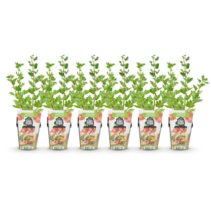 Gooseberry - Ribes uva-crispa Hinnonmaki Red - Hardy - 6 Plants