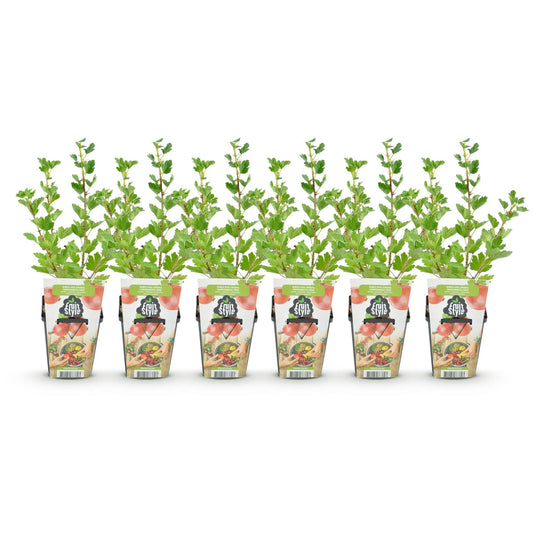 Kruisbes - Ribes uva-crispa Hinnonmaki Rod - Winterhard - 6 Planten