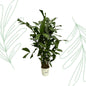 Caryota Mitis - 130 cm