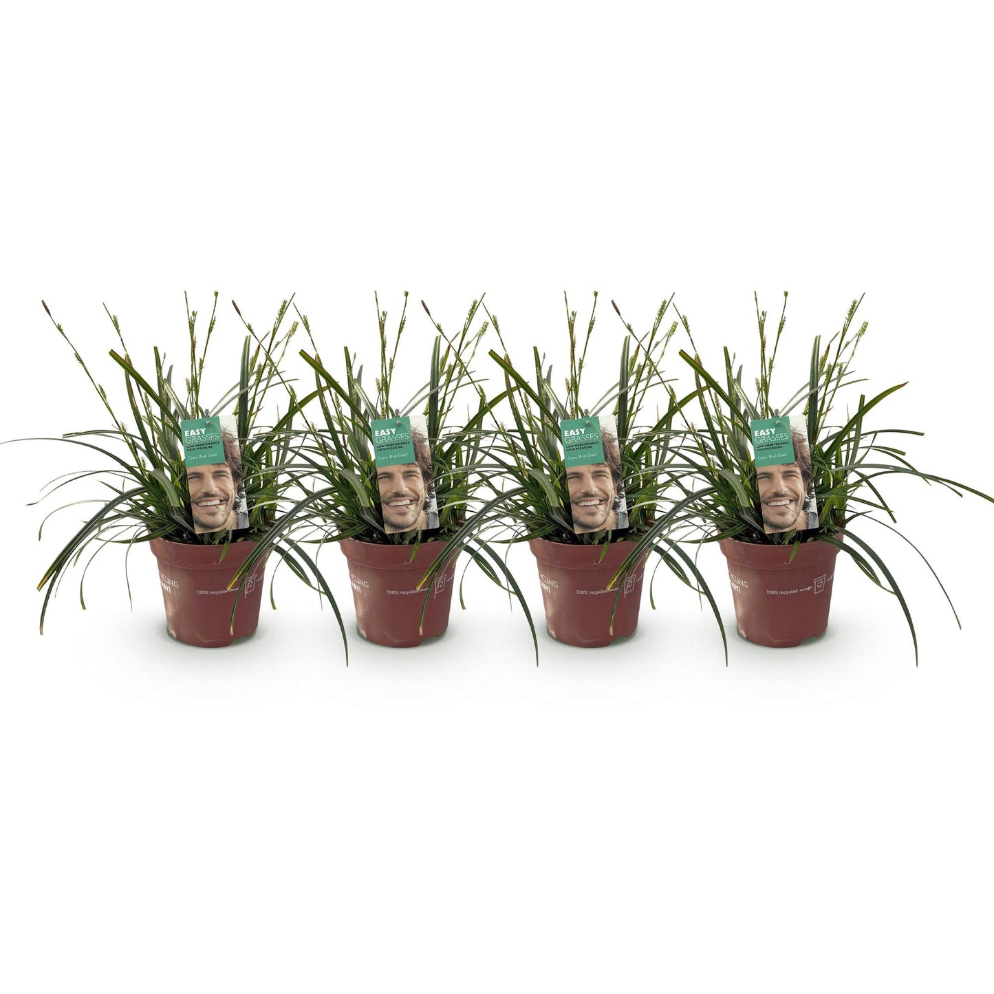 Ornamental Grasses - Carex oshimensis Intense Green - 4 Plants