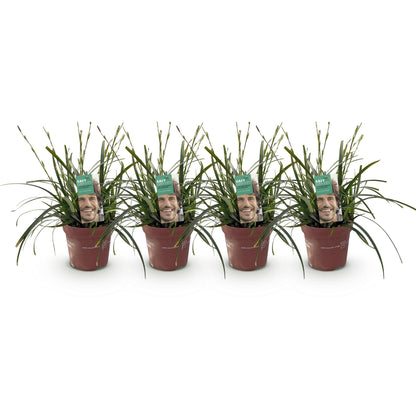 Ornamental Grasses - Carex oshimensis Intense Green - 4 Plants