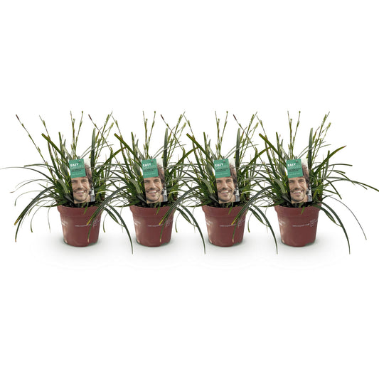 Siergrassen - Carex oshimensis Intense Green - 4 Planten