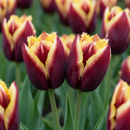 30x Tulipa My Favourite Topping - Tulp Mijn Favoriete Topping - Diversen - Voorjaarsbloeier - Bolmaat 11/12
