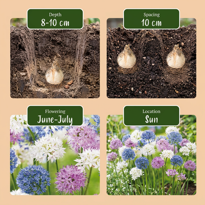 15x Allium Buzzing Beauties - Sierui Buzzing Beauties - Diversen - Zomerbloeier - Bolmaat 6/7