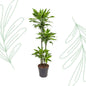 Dracaena Golden Coast - 140 cm - Forest Plants