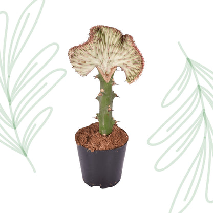 Euphorbia lactea Cristata red - 35 cm