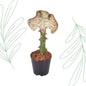 Euphorbia lactea Cristata red - 35 cm