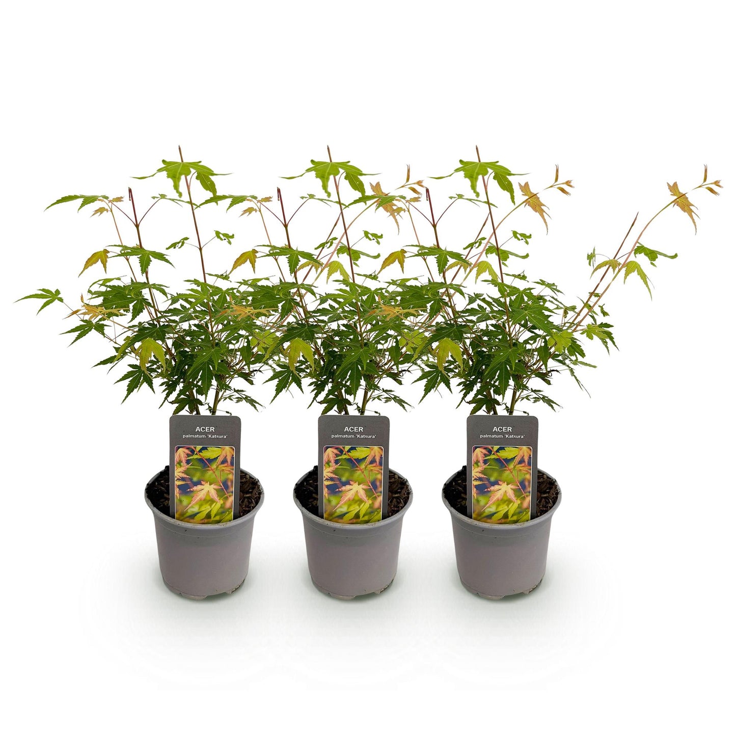 Tuinplant - Acer palmatum Katsura - 3 Planten - Weinig Onderhoud