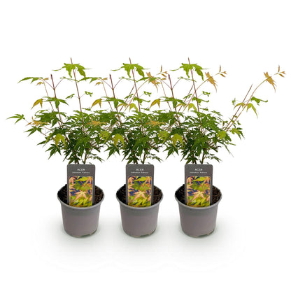 Tuinplant - Acer palmatum Katsura - 3 Planten - Weinig Onderhoud