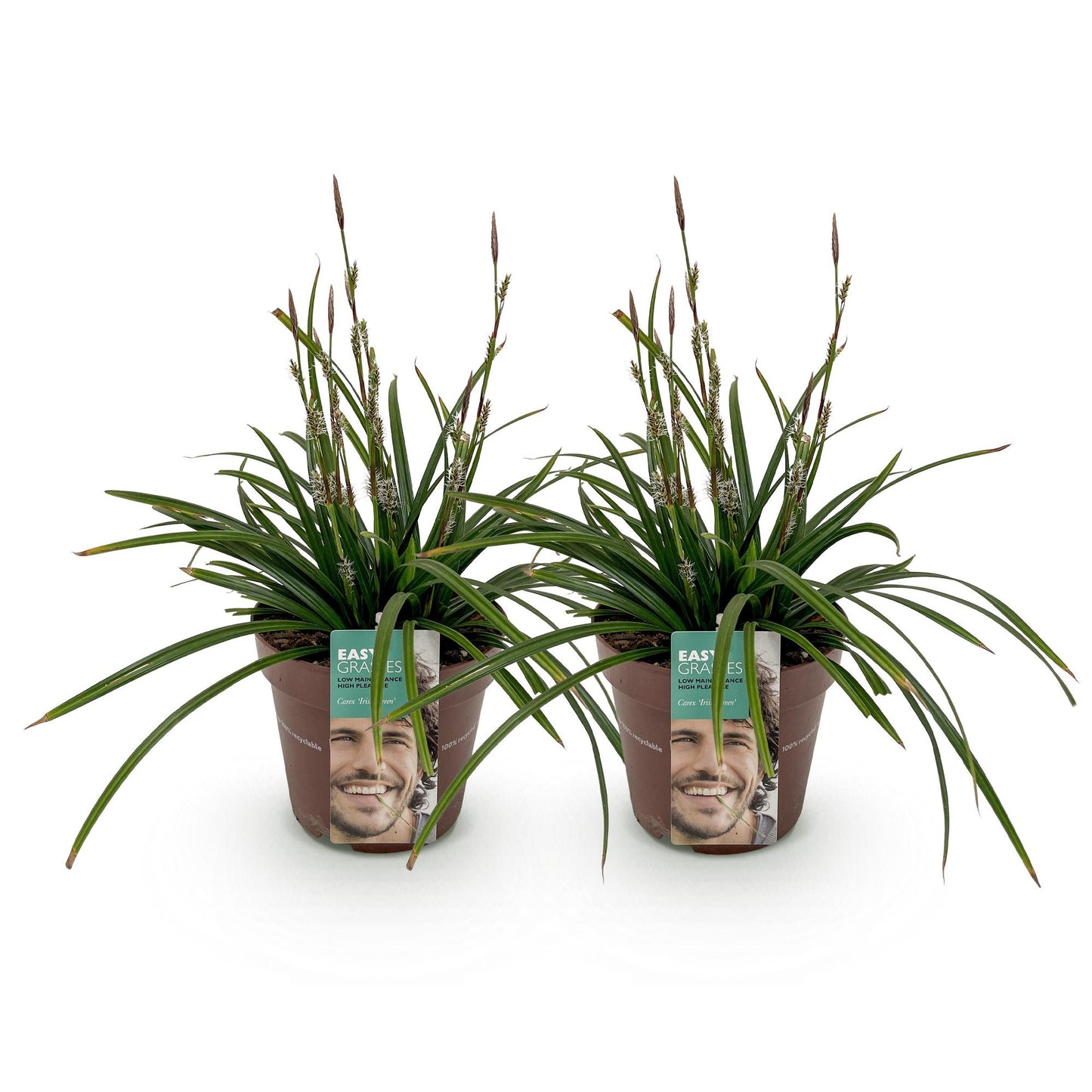 Ornamental Grasses - Carex morrowii Irish Green - 2 Plants