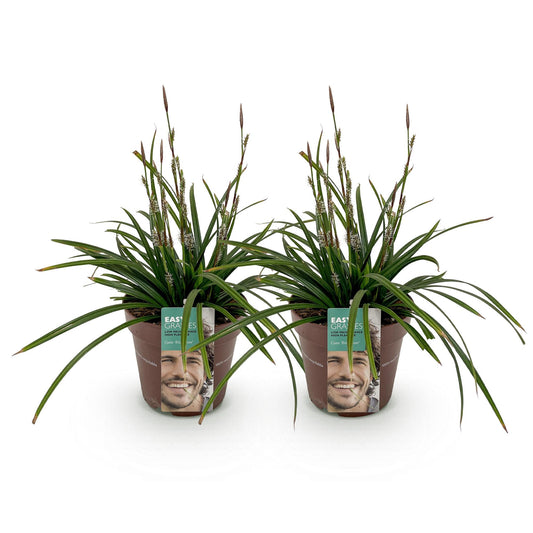 Siergrassen - Carex morrowii Irish Green - 2 Planten