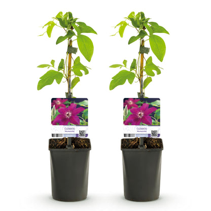 Klimplant - Clematis Westerplatte -2 planten