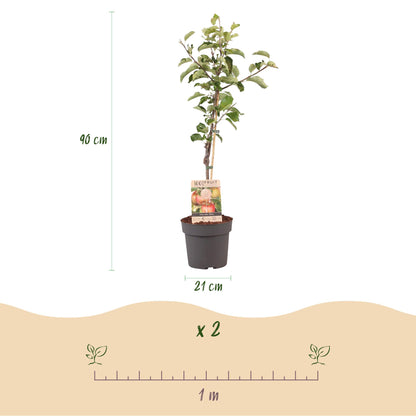 Apple tree - Malus domestica Elstar - Red green Apple