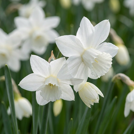 30x Narcissus Triandrus Thalia - Engelennarcis - Wit - Voorjaarsbloeier - Bolmaat 10/12