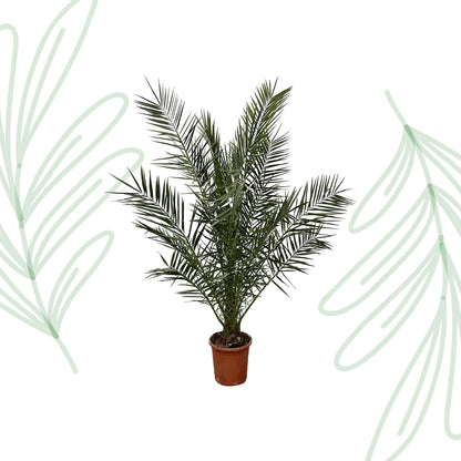 Phoenix Canariensis - Forest Plants