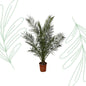 Phoenix Canariensis - Forest Plants