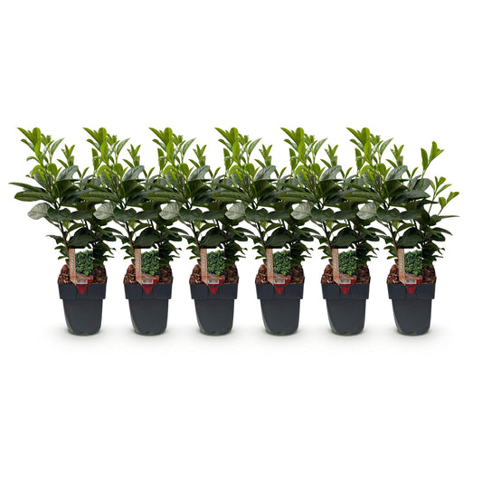 Prunus laurocerasus Etna - 6 planten - 1 strekkende meter