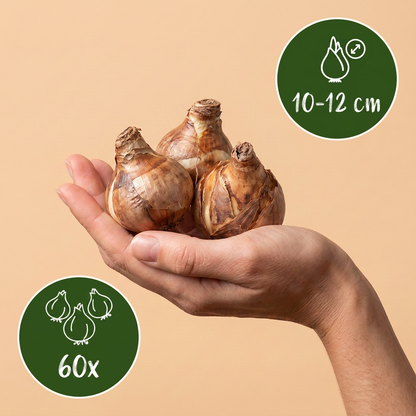 60x Bol Waterplant - Bol Waterplant - Diversen - Zomerbloeier - Bolmaat 10/12