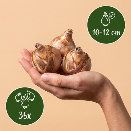 35x Bulb Sunny Garden - Zonnige tuinbol - Diversen - Zomerbloeier - Bolmaat 10/12