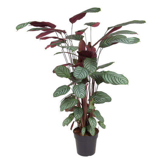 Calathea Oppenheimiana - 130 cm
