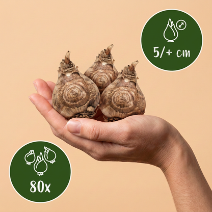 80x Freesia Double Mix - Dubbele fresia - Diversen - Snijbloem - Bolmaat 5/+