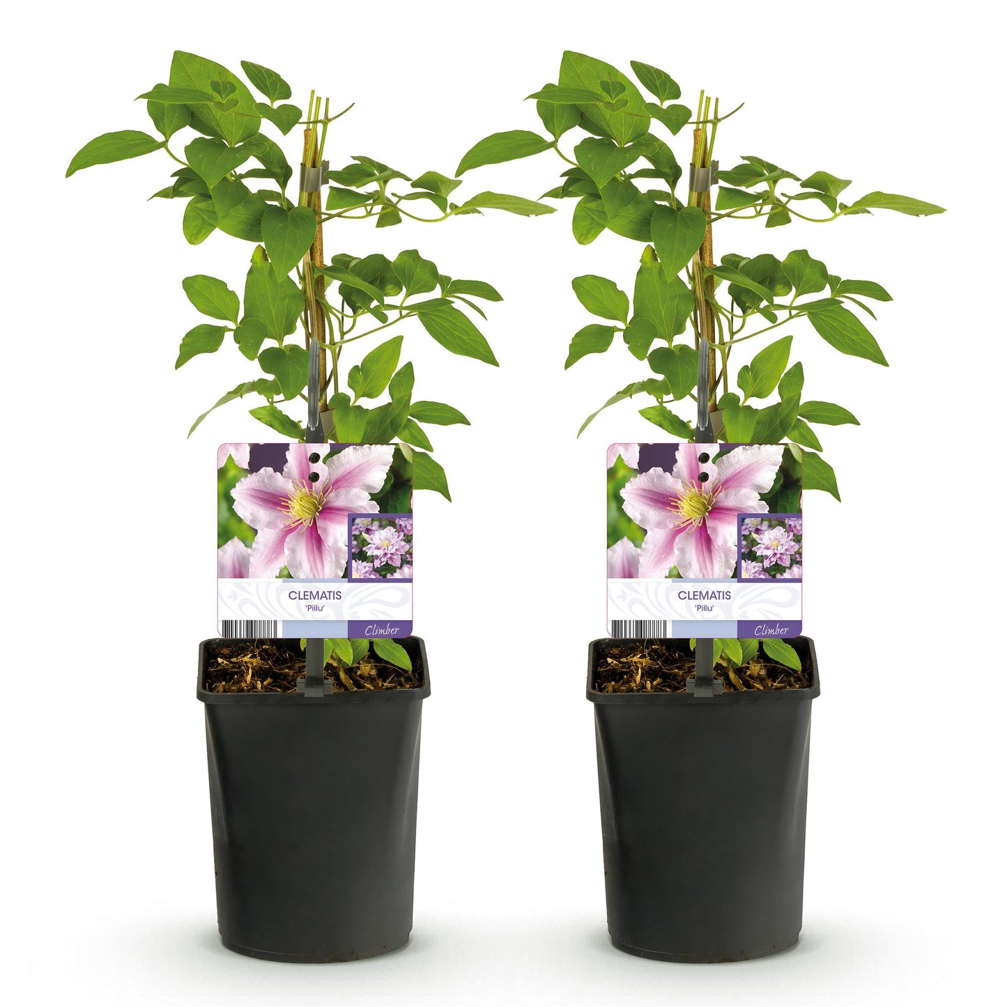Klimplant - Clematis Piilu - 2 planten