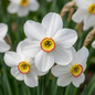 20x Narcissus Recurvus - Witte fakkelnarcis - Wit - Voorjaarsbloeier - Bolmaat 12/14