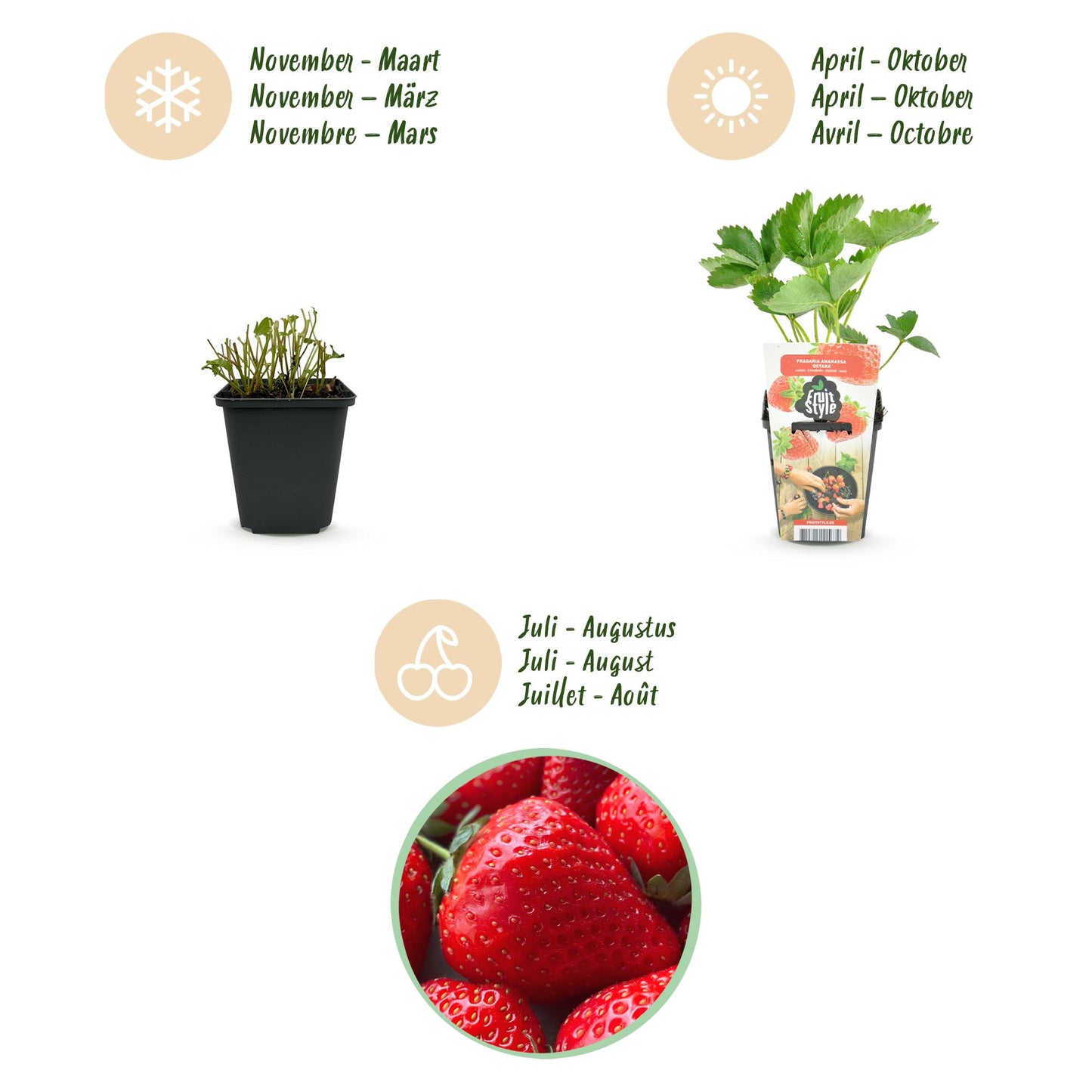 Strawberry - Fragaria Elsanta - Hardy - 6 Plants