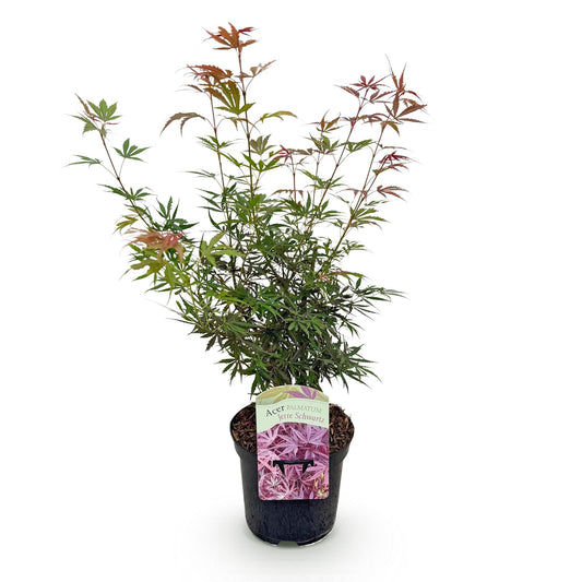 Terrasplant - Japanse Esdoorn - Acer palmatum Jerre Swarts