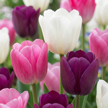 280x Tulipa Pastel mix - Pastel tulp mix - Diversen - Voorjaarsbloeier - Bolmaat 11/15