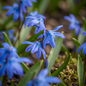 200x Scilla Siberica - Siberische sterhyacint - Blauw - Verwilderingsbol - Bolmaat 7/8