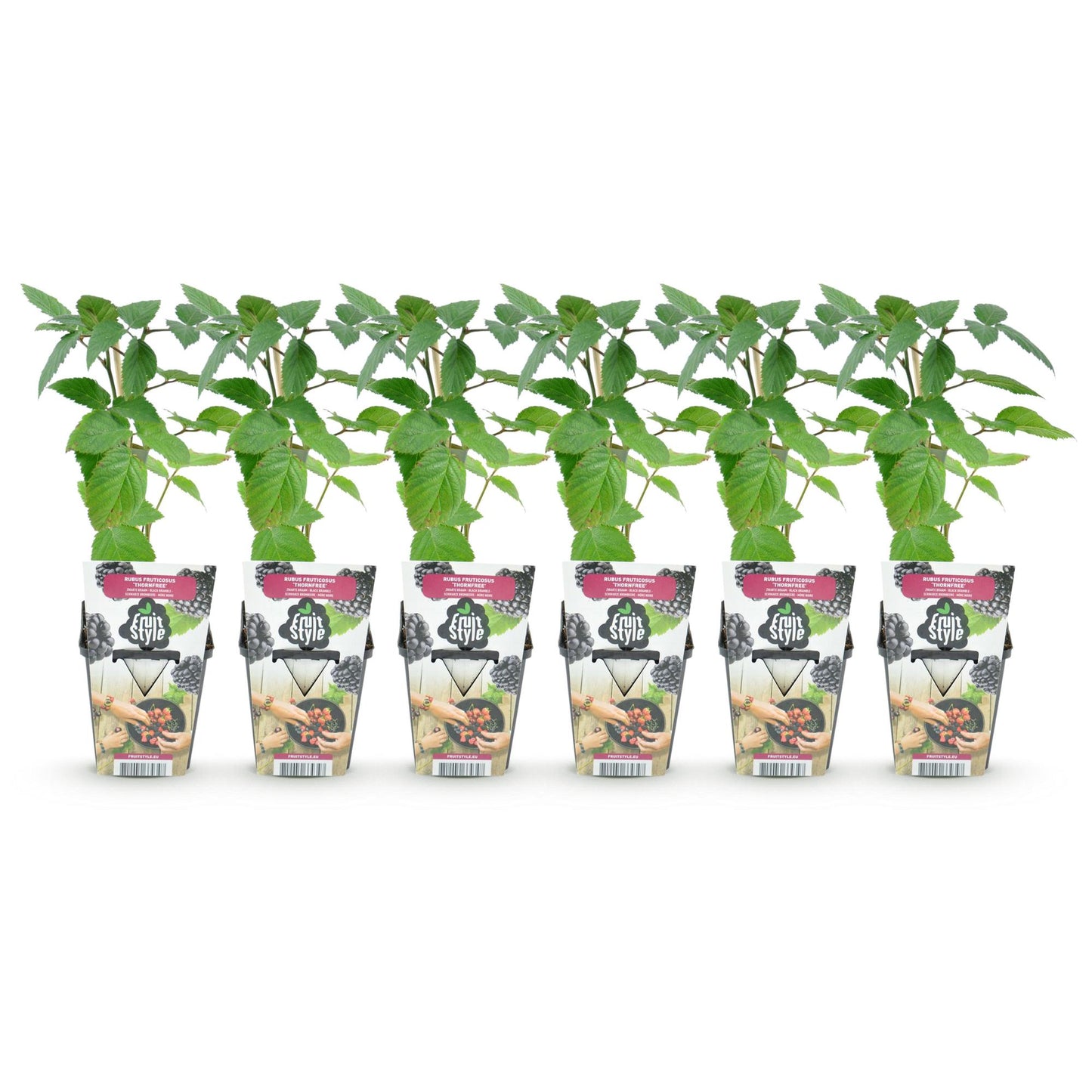 Doornloze Braam - Rubus Thornfree - Winterhard - 6 Planten