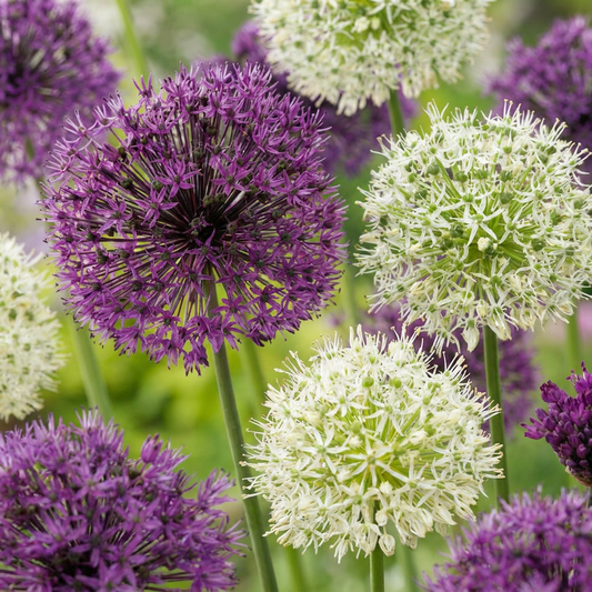 60x Allium Purple - White Mix - Sierui paars-wit mengsel - Paars en Wit - Zomerbloeier - Bolmaat 10/12