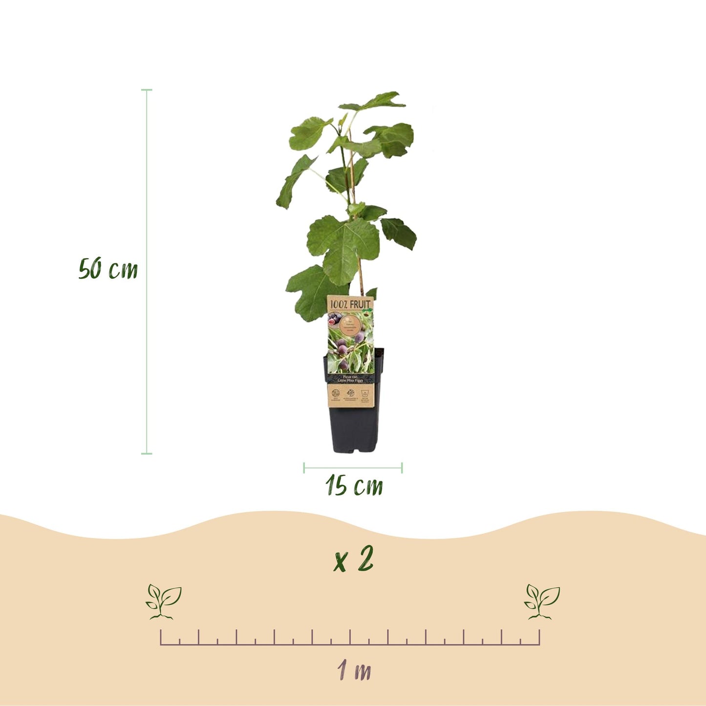 Vijgenboom - Ficus caria Little mis Figgy - Rode Vrucht - 2 planten